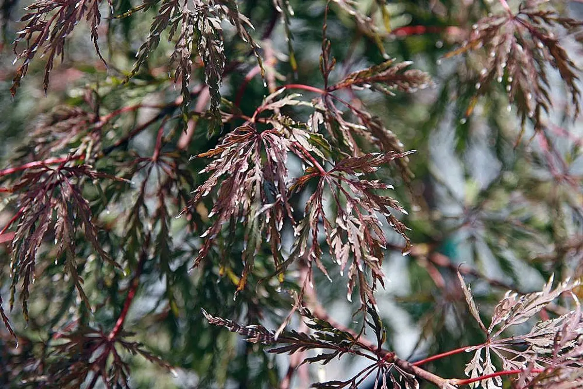 Close-up of the deeply dissected, thread-like purple-red laceleaf foliage of Acer palmatum 'Tamukeyama' on slender red stems.