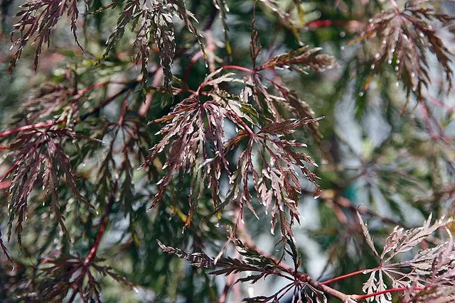 Close-up of the deeply dissected, thread-like purple-red laceleaf foliage of Acer palmatum 'Tamukeyama' on slender red stems.