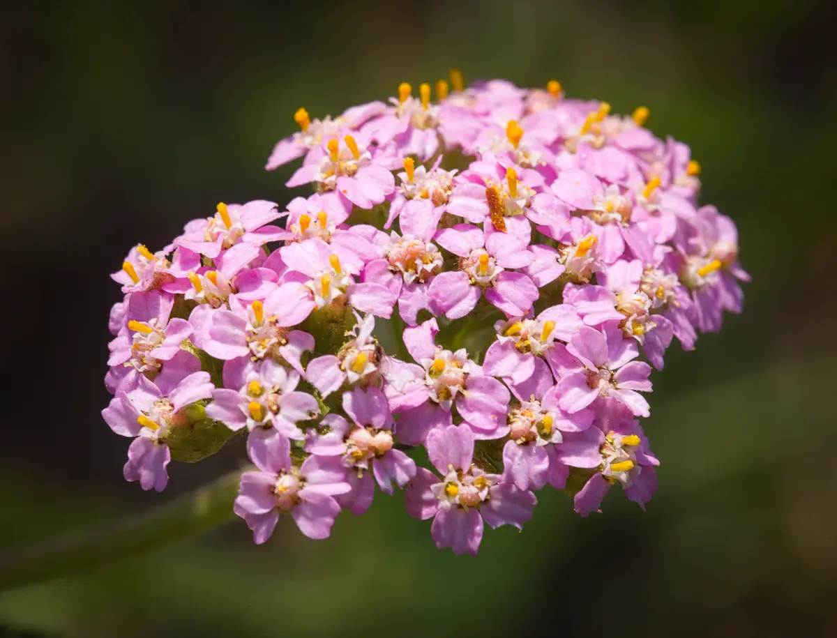 Flat-topped clusters of small pink yarrow flowers above ferny green foliage — a representative pink Achillea millefolium.