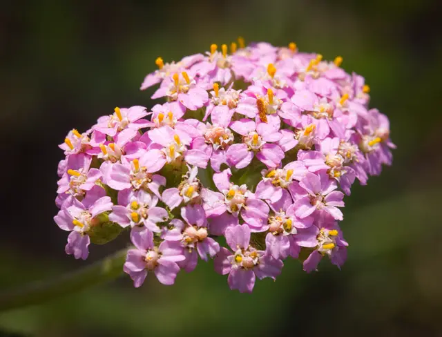 Flat-topped clusters of small pink yarrow flowers above ferny green foliage — a representative pink Achillea millefolium.