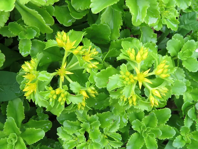 Upright clumps of fleshy, toothed green leaves topped with branched clusters of small yellow star-shaped flowers.