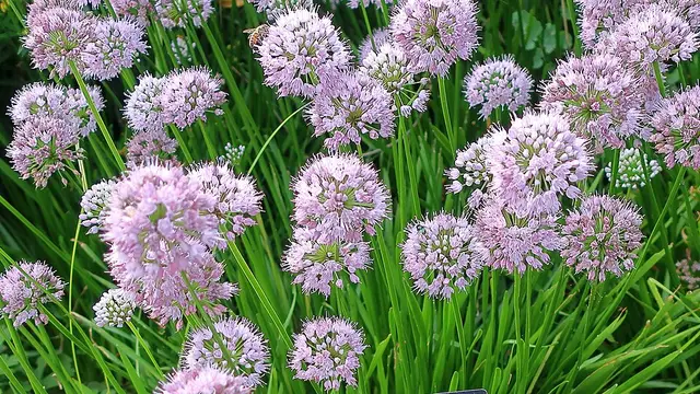 Rounded lavender-pink flower clusters atop slender, grass-like foliage; shown here as the parent cultivar 'Summer Beauty', since no photo of 'Avatar' itself is available under an open license.