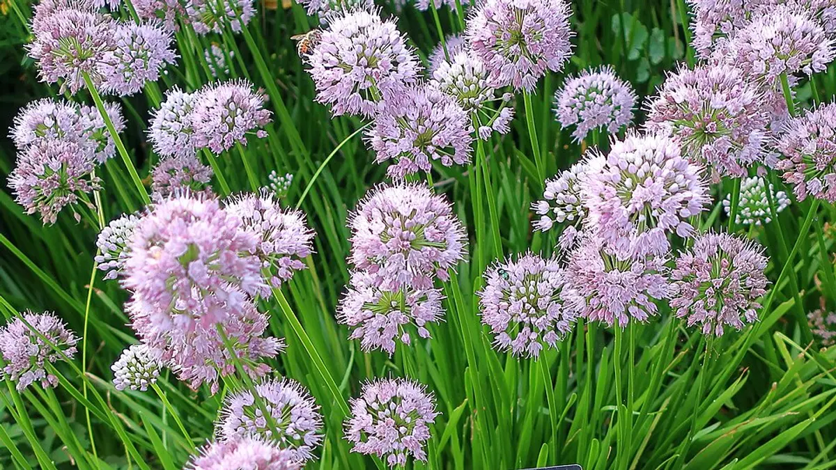 Rounded lavender-pink flower clusters atop slender, grass-like foliage; shown here as the parent cultivar 'Summer Beauty', since no photo of 'Avatar' itself is available under an open license.