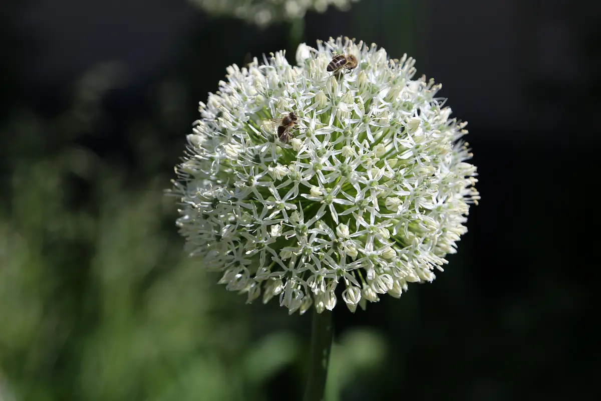 A tall ornamental onion topped with a large spherical cluster of small star-shaped purple flowers.
