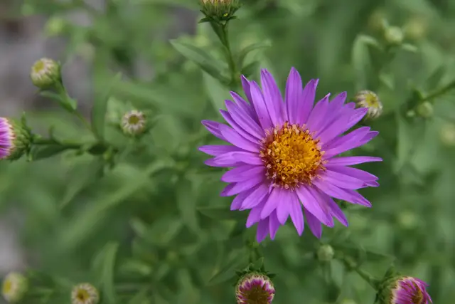 Compact mounds of small violet-purple daisy flowers with yellow centers covering the plant in late summer.