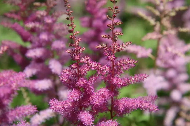 Dense, upright plumes of lilac-purple astilbe flowers rising above deep green, fern-like foliage.