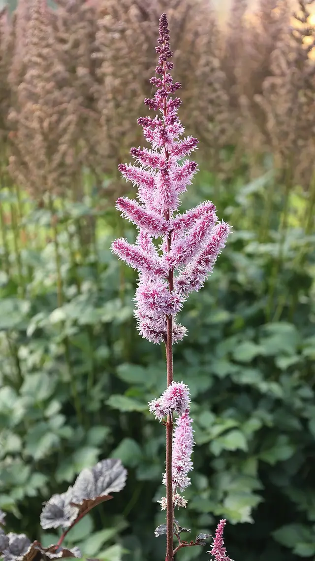 Dense plume of pink-purple astilbe flowers rising above dark, glossy foliage.