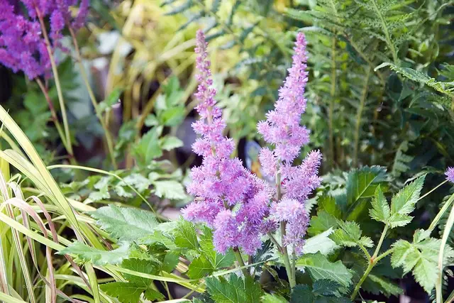 Dense, tapering plumes of raspberry-pink astilbe flowers above deep green, finely cut foliage.