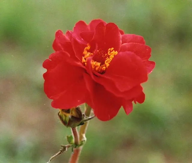 A bright double scarlet-red Avens bloom on a wiry stem with a yellow center, against a soft green background.