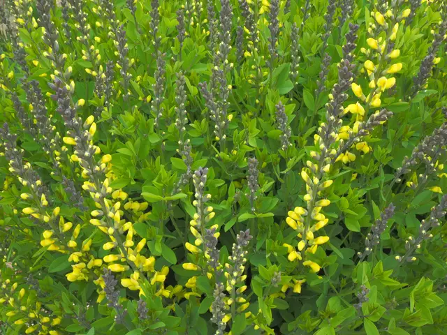 Vase-shaped clump of blue-green Baptisia foliage with tall spikes of lemon-yellow pea-like flowers opening from charcoal-gray buds.