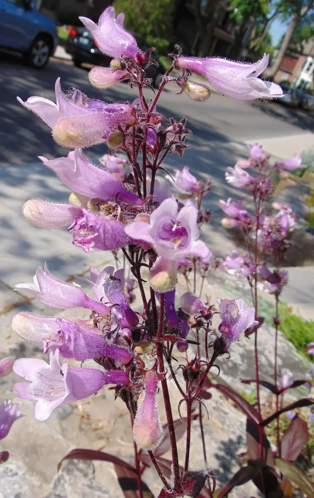 Tall spires of pale pink, tubular Penstemon 'Dark Towers' flowers on dark maroon stems.