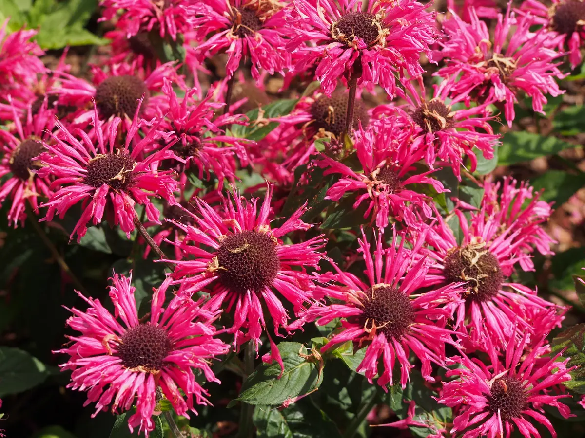 A rounded terminal cluster of rose-pink, tubular two-lipped bee balm flowers above green foliage.