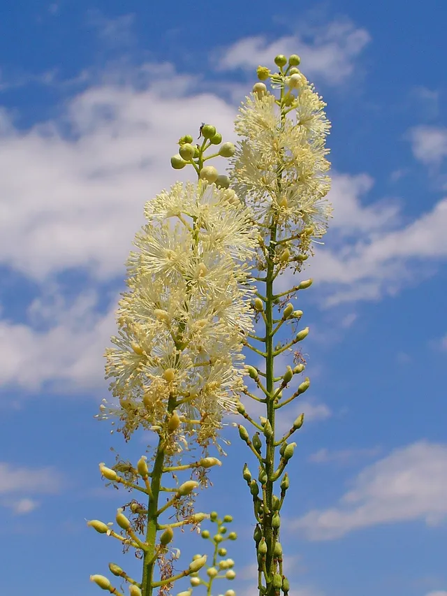 Tall, slender spires of fluffy creamy-white black cohosh flowers rising against a blue sky.