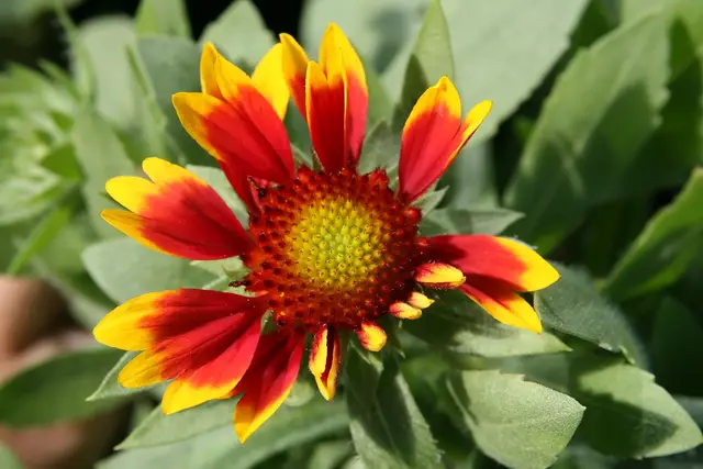 Red-and-yellow bicolor daisy flowers with dark centers on a low, compact mound of foliage.