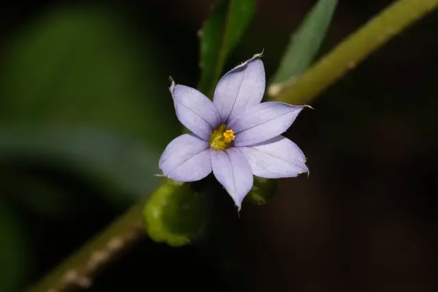 A close-up of a single violet-blue, star-shaped Sisyrinchium angustifolium flower with a golden-yellow center, held above narrow grass-like foliage.