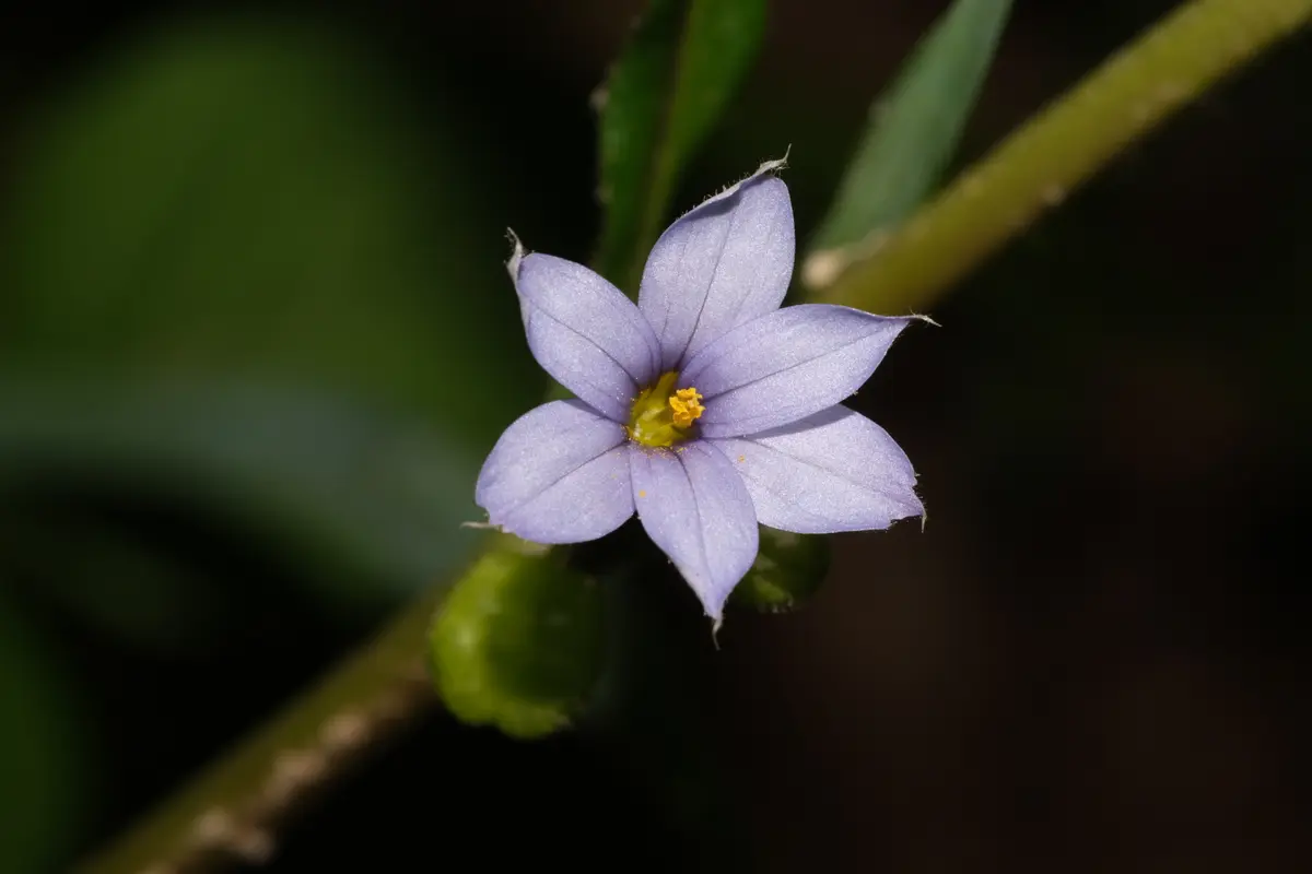 A close-up of a single violet-blue, star-shaped Sisyrinchium angustifolium flower with a golden-yellow center, held above narrow grass-like foliage.