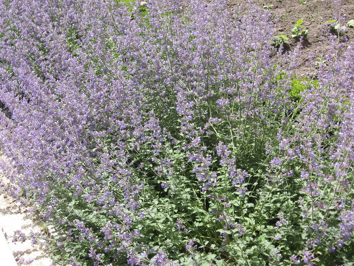 A mass planting of catmint in full lavender-blue bloom with soft grey-green foliage cascading along a border at the Royal Botanical Garden of Madrid.