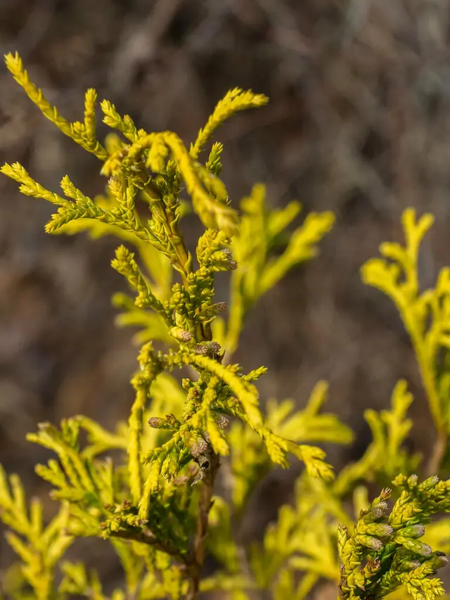 Close-up of bright golden, thread-like Golden Mop false cypress foliage.