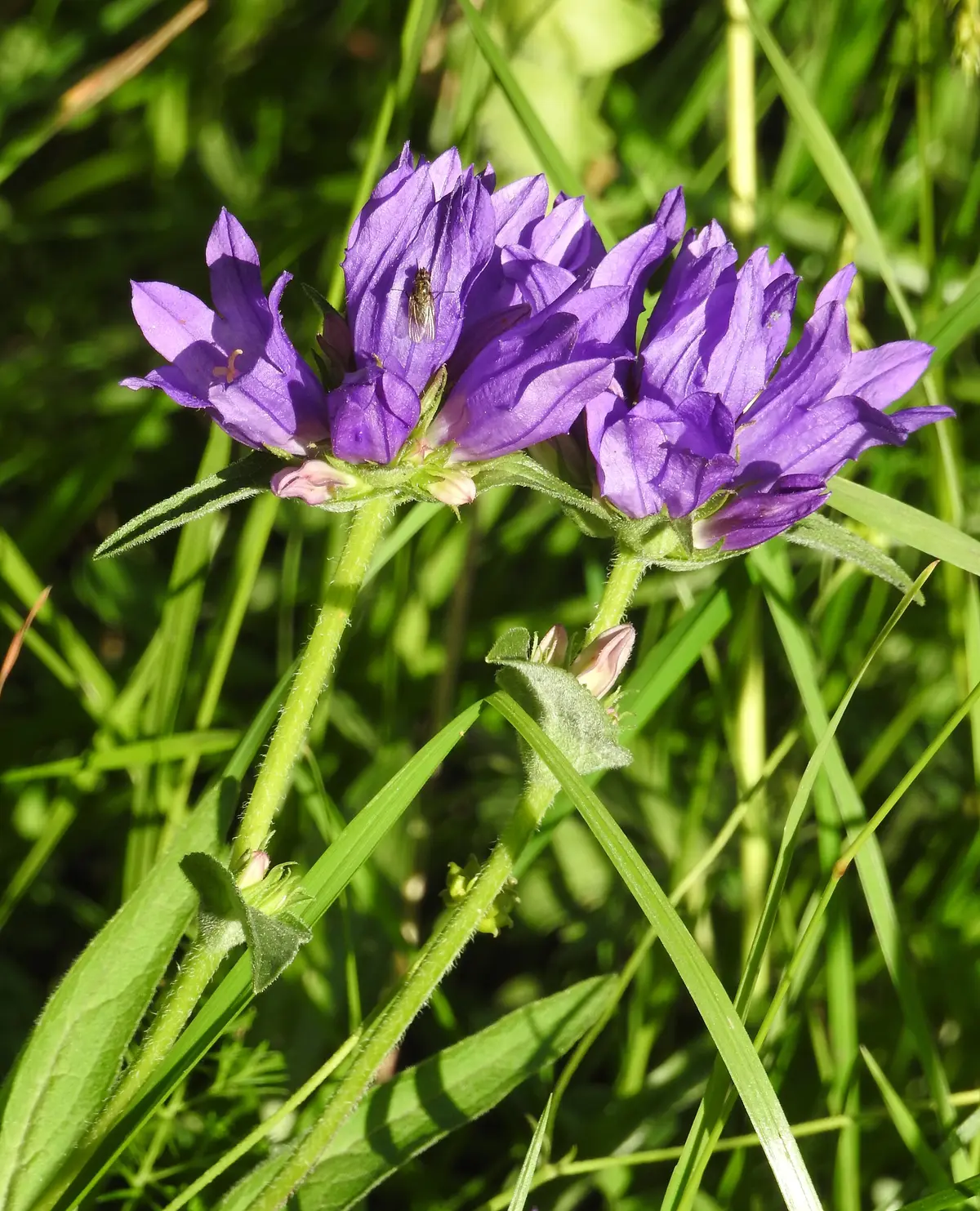 Two dense spherical clusters of rich violet-purple clustered bellflower blooms on upright stems with a fly resting on one, against a bright green meadow background.