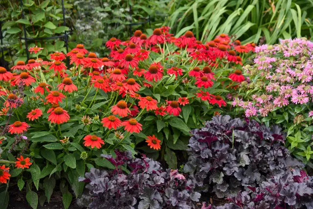 Reddish-orange coneflowers with dark orange-brown centers on compact, well-branched stems.