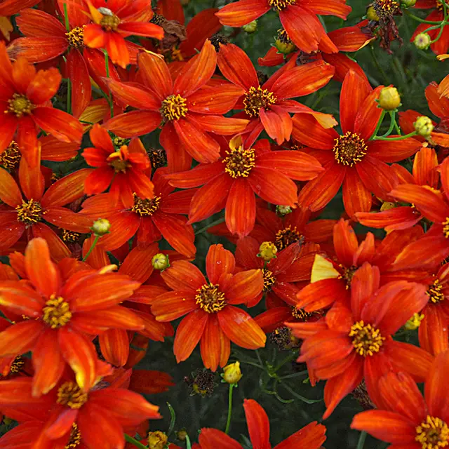 Close-up of abundant bright orange-red daisy-like flowers with darker centers, viewed from above.