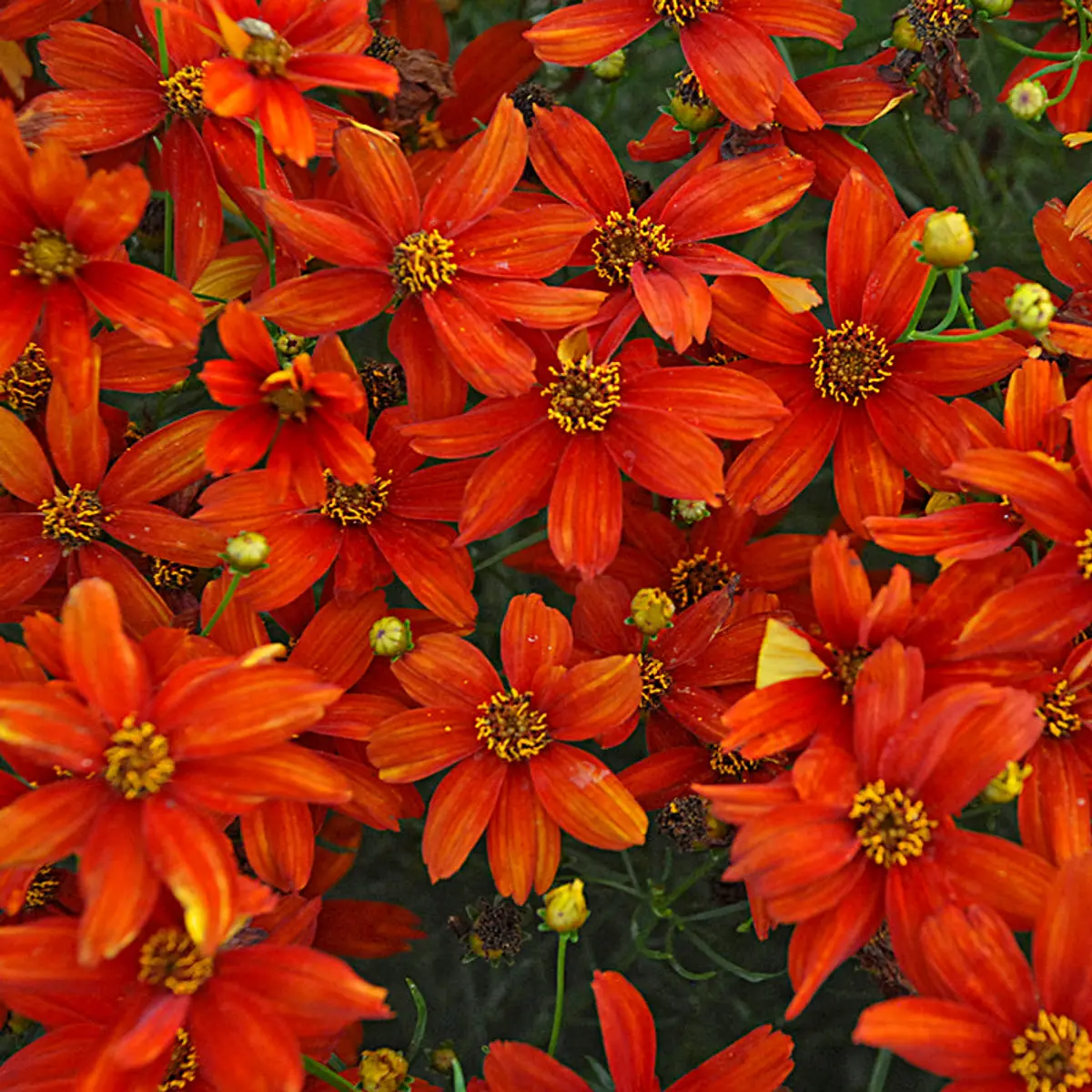 Close-up of abundant bright orange-red daisy-like flowers with darker centers, viewed from above.