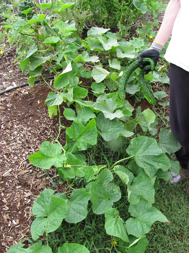 A sprawling cucumber plant in a garden bed with a long, slender green cucumber on the vine.