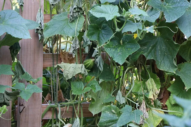 A green cucumber growing on a vine trained up a wooden trellis.
