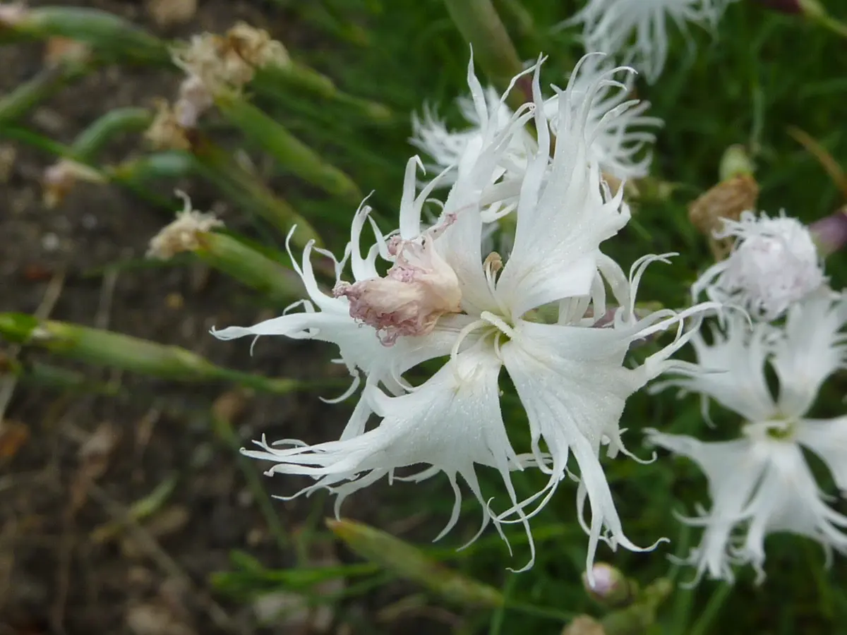 A white cottage pink (Dianthus plumarius) flower with deeply fringed, feathery petals above slender blue-green foliage.