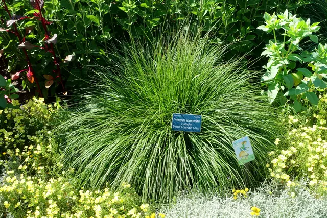 A rounded mound of Dwarf Fountain Grass 'Hameln' with fine arching green blades, growing in a garden bed beside yellow flowers, with a plant ID tag reading 'Pennisetum alopecuroides Hameln Dwarf Fountain Grass'.