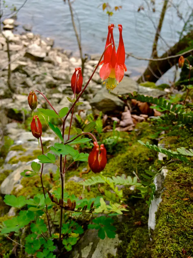 Nodding red and yellow bell-shaped Eastern Red Columbine flowers with long backward-pointing spurs, growing among ferns and moss on a rocky slope.