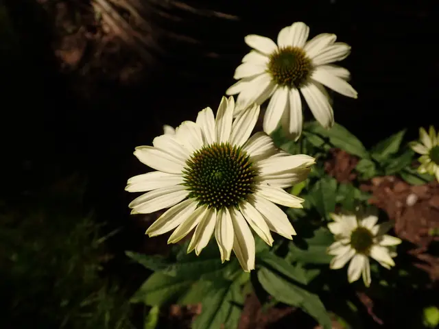 Several white coneflowers with reflexed petals and a golden-orange domed center, backlit against a dark background amid green foliage.
