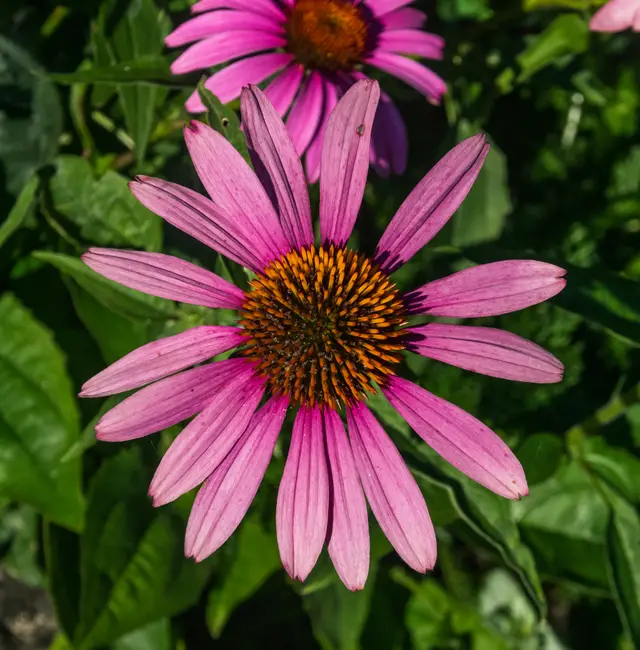 Several vivid magenta-purple coneflowers with orange-brown domed centers blooming amid green foliage.