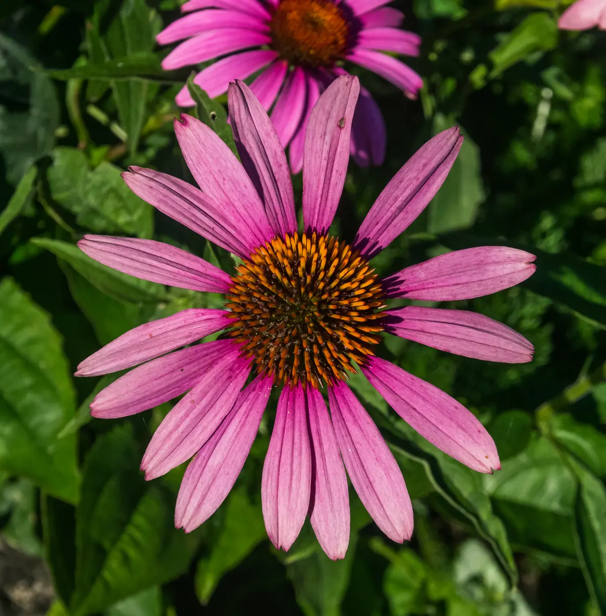 Several vivid magenta-purple coneflowers with orange-brown domed centers blooming amid green foliage.