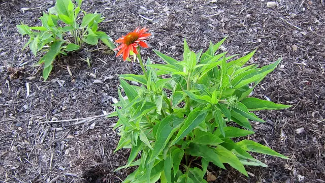 Vivid orange coneflowers with dark centers blooming on a compact, well-branched clump.