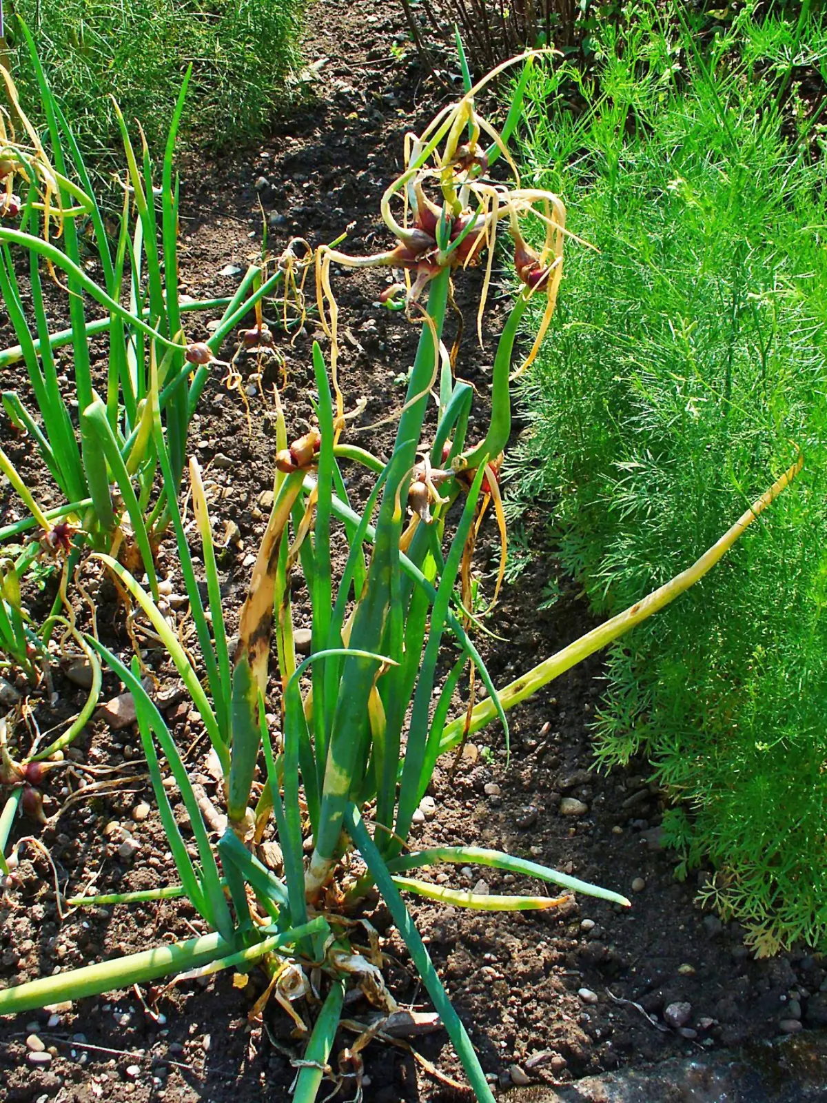 Egyptian Walking Onion (Allium × proliferum) showing hollow green leaves and bulbil-bearing stalks