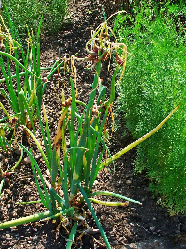 Egyptian Walking Onion (Allium × proliferum) showing hollow green leaves and bulbil-bearing stalks