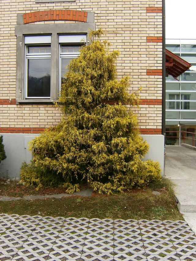 A whole mounded dwarf false cypress shrub with bright golden, thread-like weeping foliage.