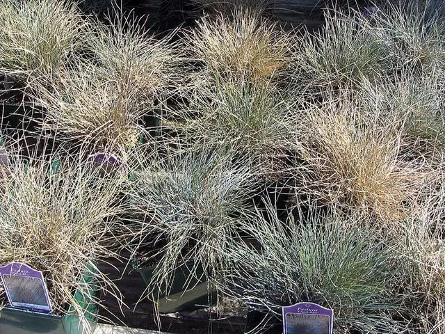 Compact mounds of fine, silvery-blue grass foliage.
