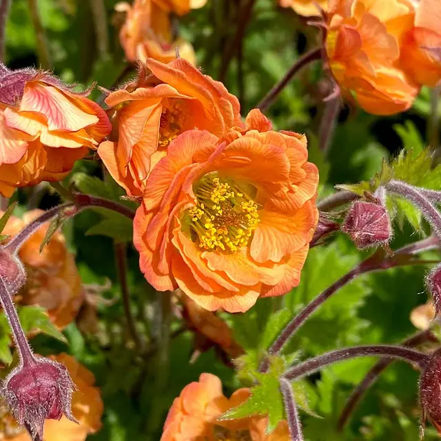 Double, ruffled orange-peach Geum TEMPO Orange flowers over green foliage.
