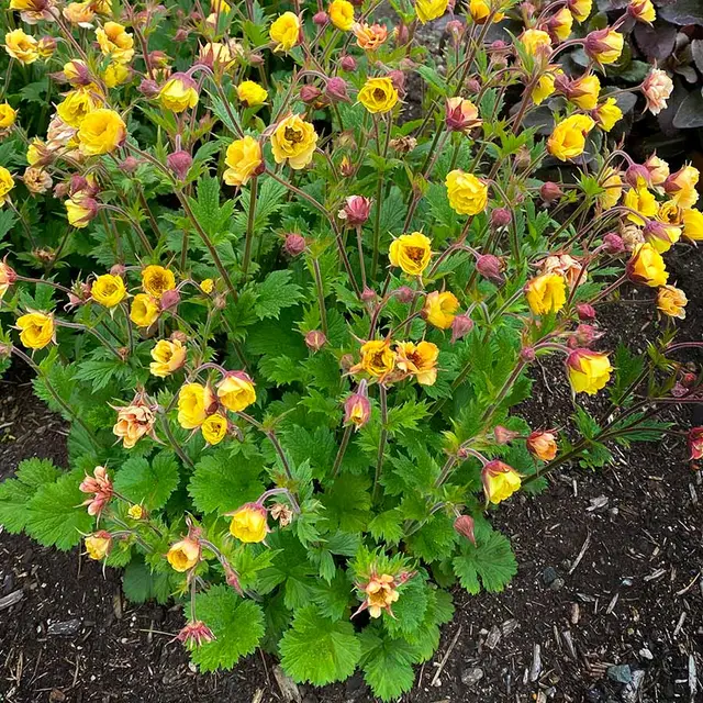 A mounding clump of Geum TEMPO Yellow with semi-double yellow flowers on dark wiry stems.