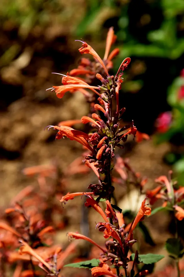 Upright spikes of bright orange tubular Agastache 'Kudos Mandarin' flowers over aromatic green foliage.