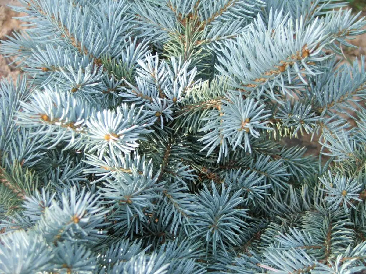 Close-up of dense silvery-blue needles of a dwarf globe blue spruce.