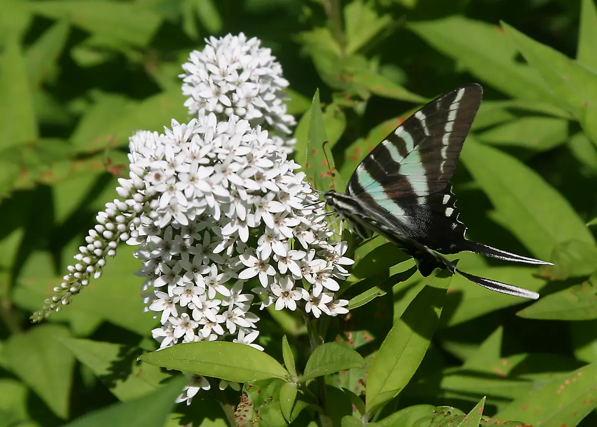 Arching white gooseneck loosestrife flower spikes, with a zebra swallowtail butterfly feeding on the blooms.