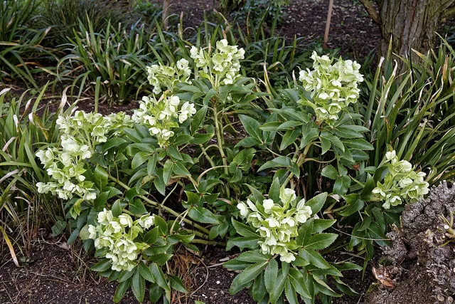Corsican hellebore with leathery, toothed evergreen leaves and clusters of pale yellow-green cup-shaped flowers.