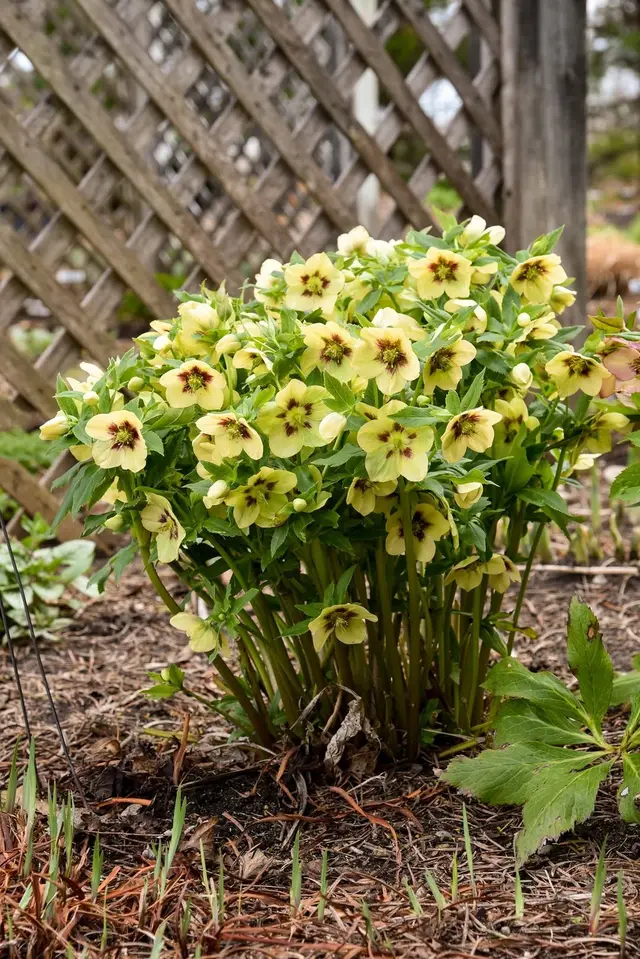 A full clump of Helleborus 'Spanish Flare' in a garden bed, its pale yellow, downward-facing flowers marked with dark maroon flares held above mounding green foliage in front of a wooden lattice fence.