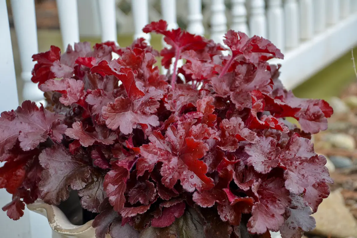 A mounded coral bells in a white container, its heavily ruffled leaves in shades of bright cherry red and deep mahogany, against a white porch railing.