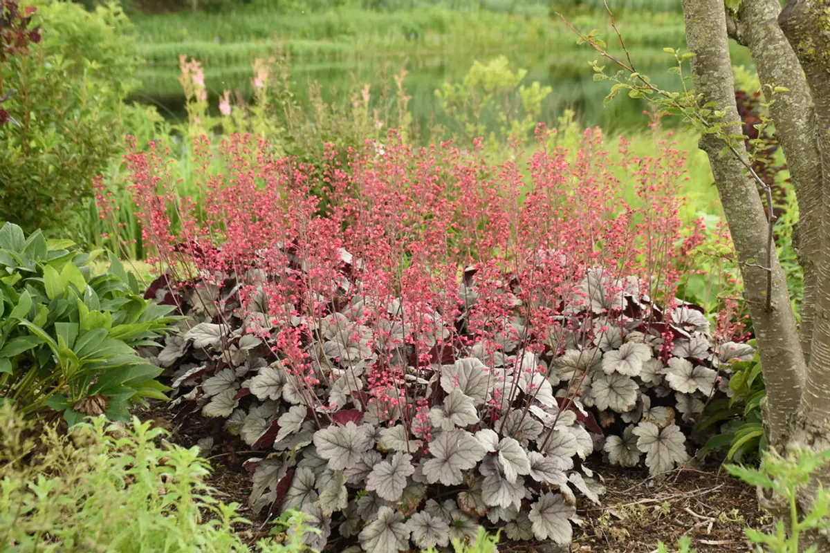 Compact mound of semi-glossy iridescent silver Heuchera leaves with a rosy blush, topped with vibrant pink flowers.