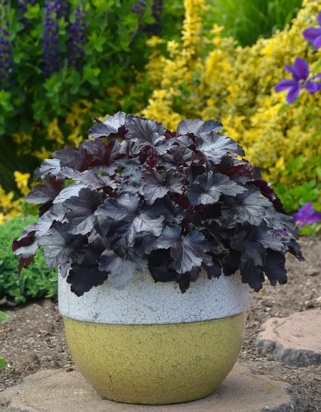 Dense mound of glossy, ruffled jet-black Heuchera leaves with rosy-purple undersides.