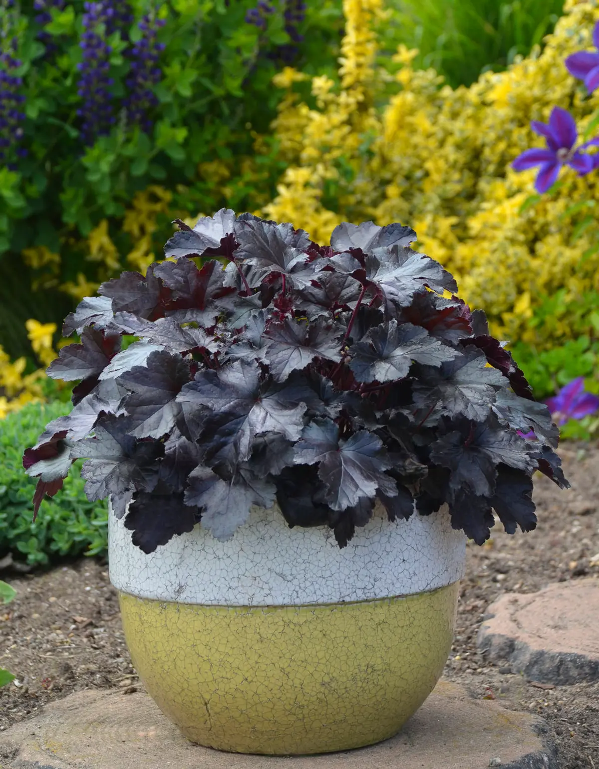Dense mound of glossy, ruffled jet-black Heuchera leaves with rosy-purple undersides.